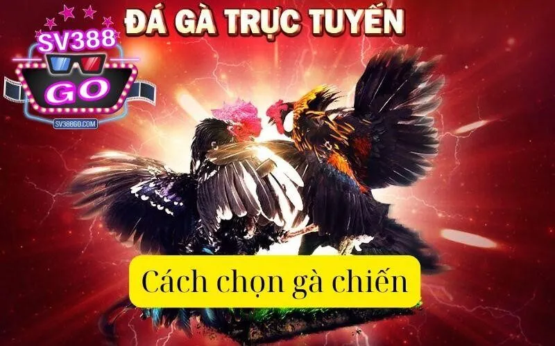 Cách chọn gà chiến