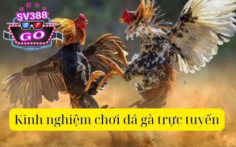 Kinh nghiệm chơi đá gà trực tuyến