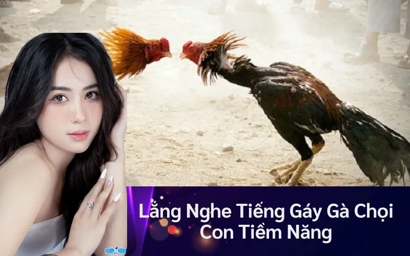 Lắng Nghe Tiếng Gáy Gà Chọi Con Tiềm Năng