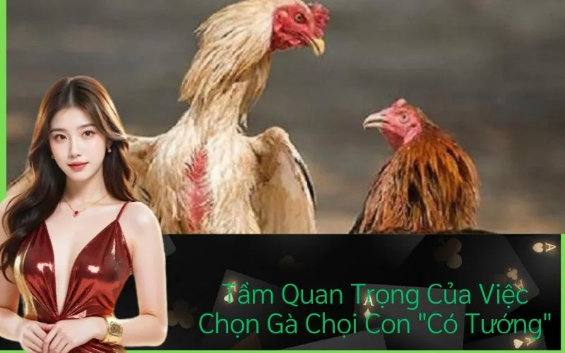 tam-quan-trong-cua-viec-chon-ga-choi-con-co-tuong