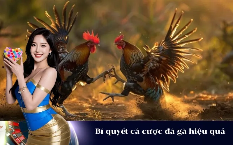 Bí quyết cá cược đá gà hiệu quả