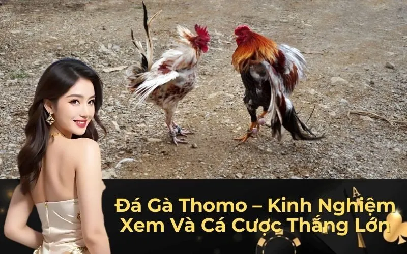 Đá Gà Thomo – Kinh Nghiệm Xem Và Cá Cược Thắng Lớn