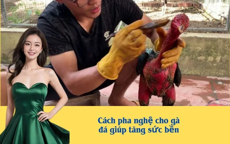 Cách pha nghệ cho gà đá giúp tăng sức bền