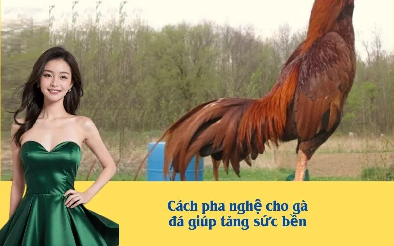 Cách pha nghệ cho gà đá giúp tăng sức bền