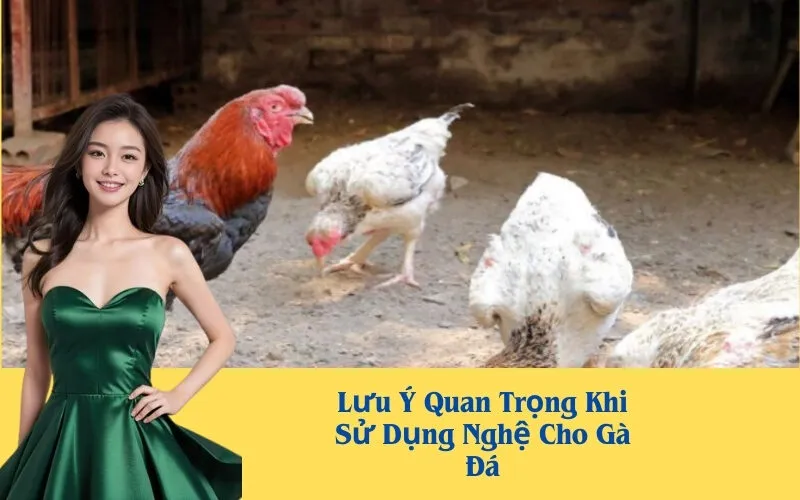 Lưu Ý Quan Trọng Khi Sử Dụng Nghệ Cho Gà Đá